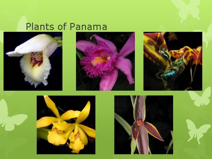 Plants of Panama Plants of Panama