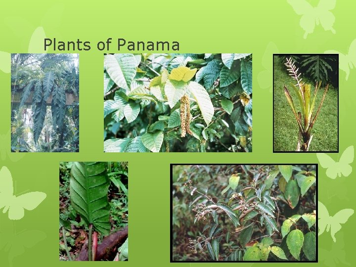 Plants of Panama Plants of Panama