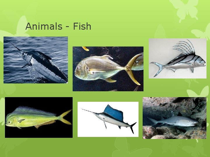 Animals - Fish Animals - Fish