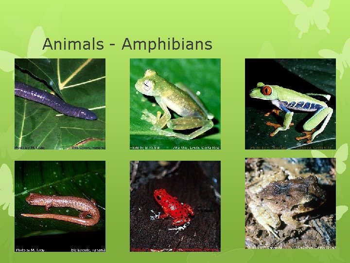 Animals - Amphibians Animals - Amphibians