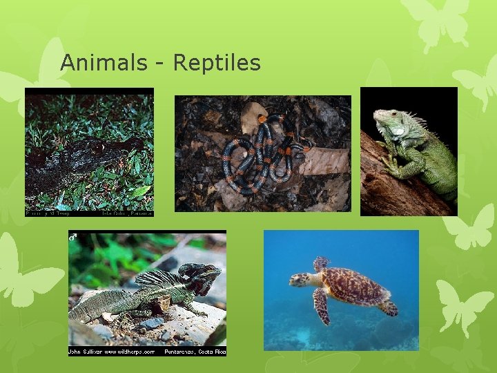 Animals - Reptiles Animals - Reptiles