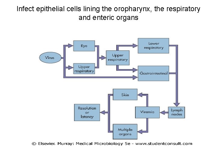 Infect epithelial cells lining the oropharynx, the respiratory and enteric organs 