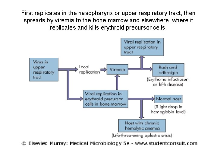 First replicates in the nasopharynx or upper respiratory tract, then spreads by viremia to