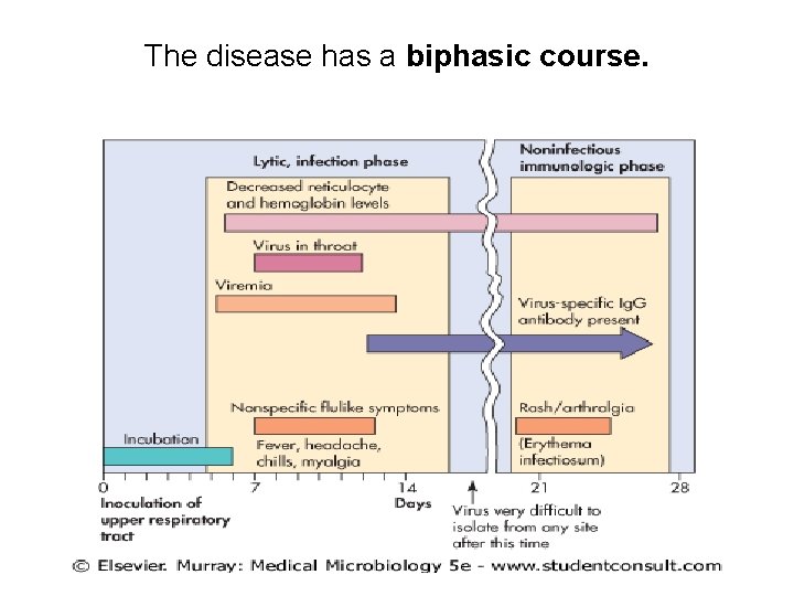 The disease has a biphasic course. 