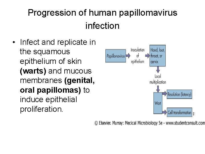 Progression of human papillomavirus infection • Infect and replicate in the squamous epithelium of