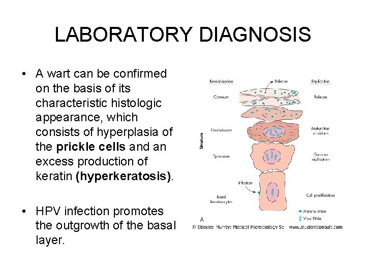 LABORATORY DIAGNOSIS • A wart can be confirmed on the basis of its characteristic