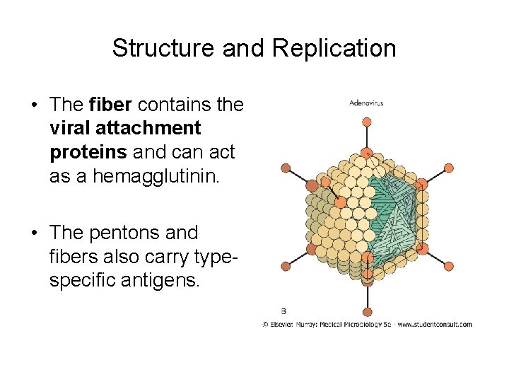 Structure and Replication • The fiber contains the viral attachment proteins and can act