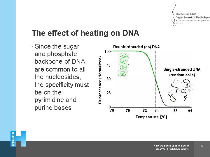 Herlev and Gentofte Hospital The effect of heating on DNA • Since the sugar