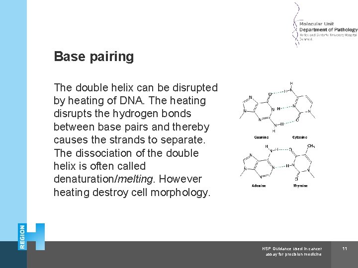 Herlev and Gentofte Hospital Base pairing The double helix can be disrupted by heating