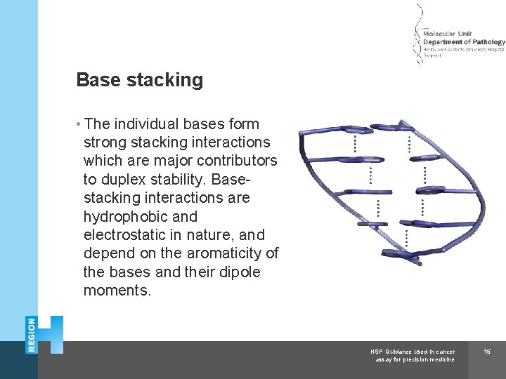 Herlev and Gentofte Hospital Base stacking • The individual bases form strong stacking interactions