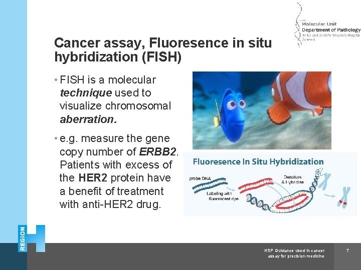 Herlev and Gentofte Hospital Cancer assay, Fluoresence in situ hybridization (FISH) • FISH is