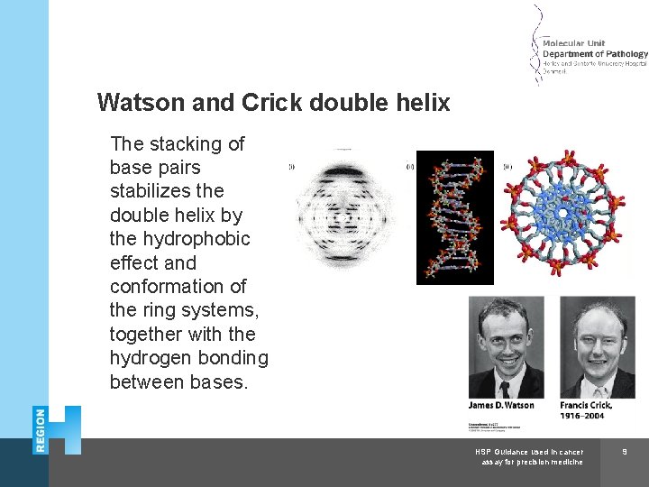 Herlev and Gentofte Hospital Watson and Crick double helix The stacking of base pairs