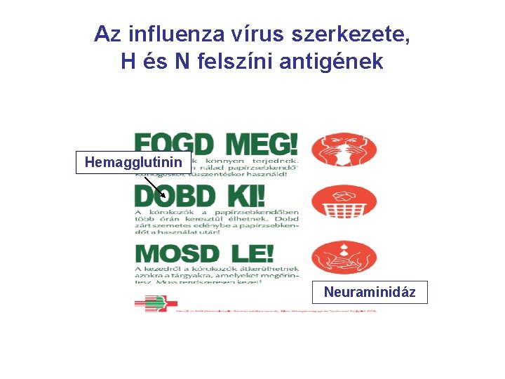 Az influenza vírus szerkezete, H és N felszíni antigének Hemagglutinin Neuraminidáz 