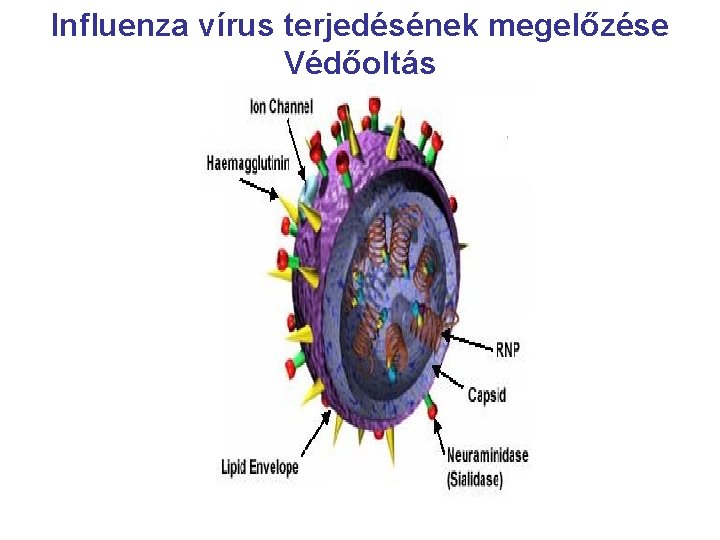 Influenza vírus terjedésének megelőzése Védőoltás 