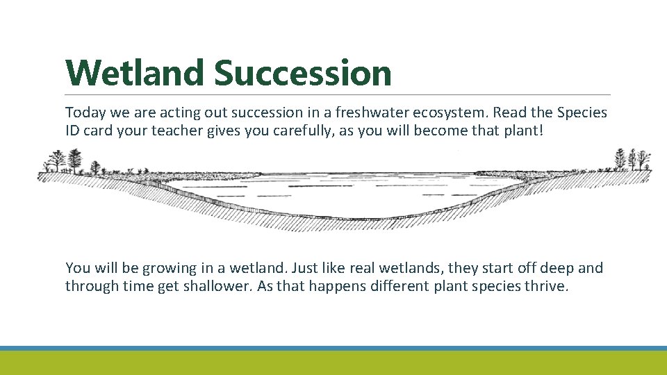 Wetland Succession Today we are acting out succession in a freshwater ecosystem. Read the