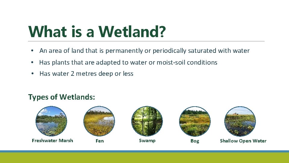 What is a Wetland? • An area of land that is permanently or periodically