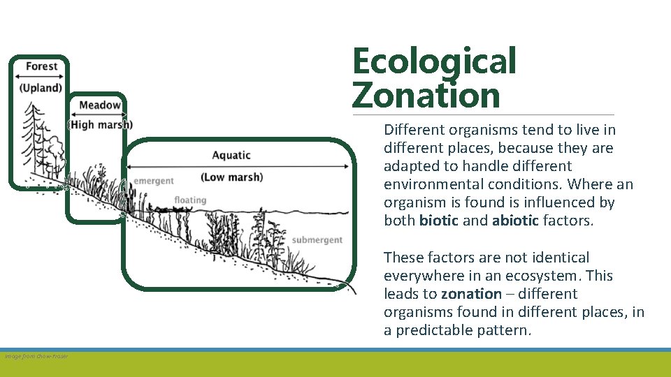 Ecological Zonation Different organisms tend to live in different places, because they are adapted