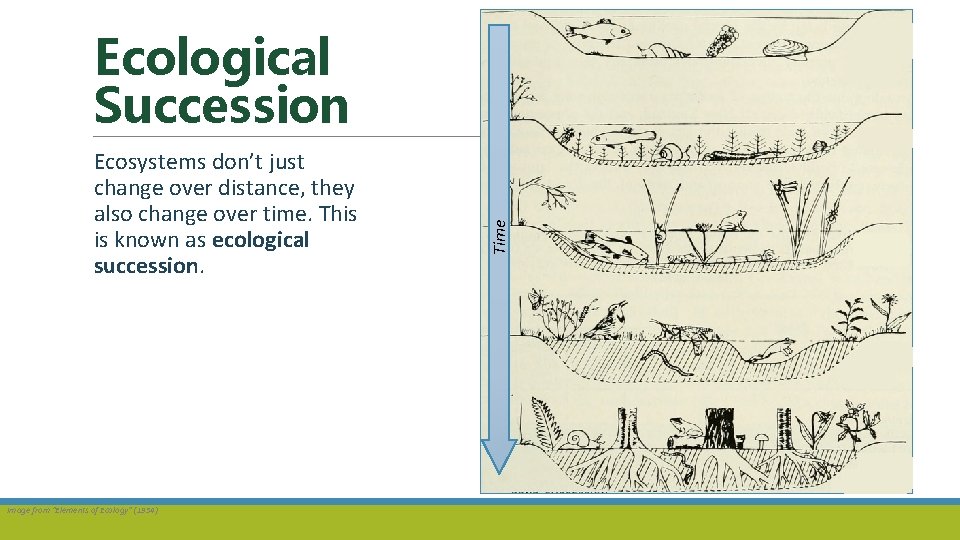 Ecosystems don’t just change over distance, they also change over time. This is known