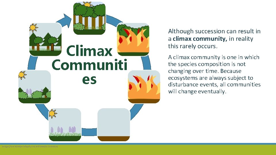 Climax Communiti es Image from Katelyn Murphy via Wikimedia Commons Although succession can result