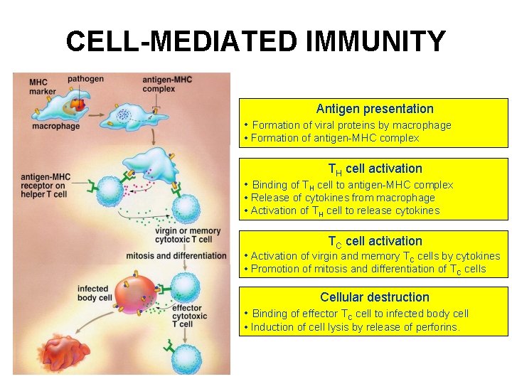CELL-MEDIATED IMMUNITY Antigen presentation • Formation of viral proteins by macrophage • Formation of CELL-MEDIATED IMMUNITY Antigen presentation • Formation of viral proteins by macrophage • Formation of