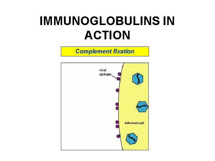 IMMUNOGLOBULINS IN ACTION Complement fixation IMMUNOGLOBULINS IN ACTION Complement fixation