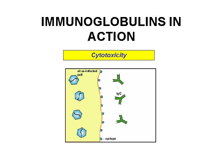 IMMUNOGLOBULINS IN ACTION Cytotoxicity IMMUNOGLOBULINS IN ACTION Cytotoxicity