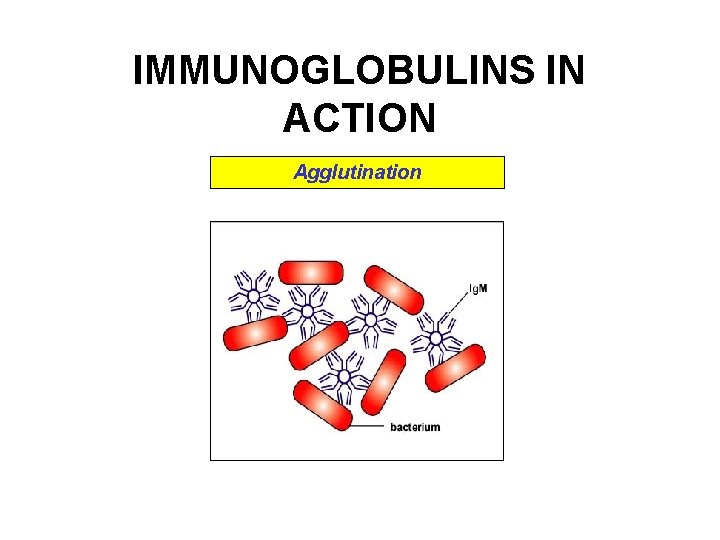 IMMUNOGLOBULINS IN ACTION Agglutination IMMUNOGLOBULINS IN ACTION Agglutination