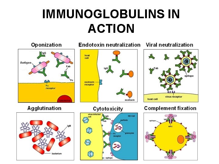 IMMUNOGLOBULINS IN ACTION IMMUNOGLOBULINS IN ACTION