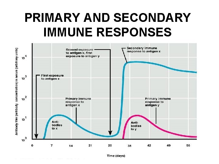 PRIMARY AND SECONDARY IMMUNE RESPONSES PRIMARY AND SECONDARY IMMUNE RESPONSES