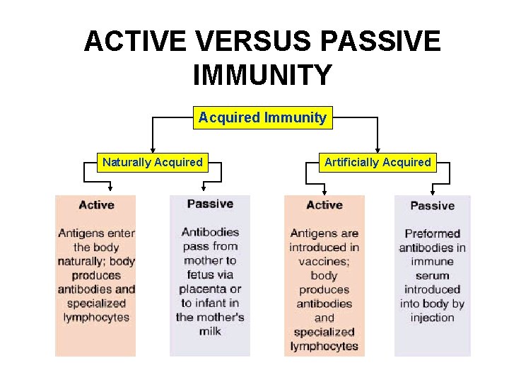 ACTIVE VERSUS PASSIVE IMMUNITY Acquired Immunity Naturally Acquired Artificially Acquired ACTIVE VERSUS PASSIVE IMMUNITY Acquired Immunity Naturally Acquired Artificially Acquired