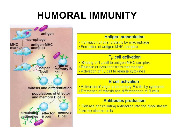 HUMORAL IMMUNITY Antigen presentation • Formation of viral proteins by macrophage • Formation of HUMORAL IMMUNITY Antigen presentation • Formation of viral proteins by macrophage • Formation of
