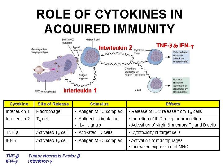 ROLE OF CYTOKINES IN ACQUIRED IMMUNITY Interleukin 2 TNF-b & IFN-g Interleukin 1 Cytokine ROLE OF CYTOKINES IN ACQUIRED IMMUNITY Interleukin 2 TNF-b & IFN-g Interleukin 1 Cytokine