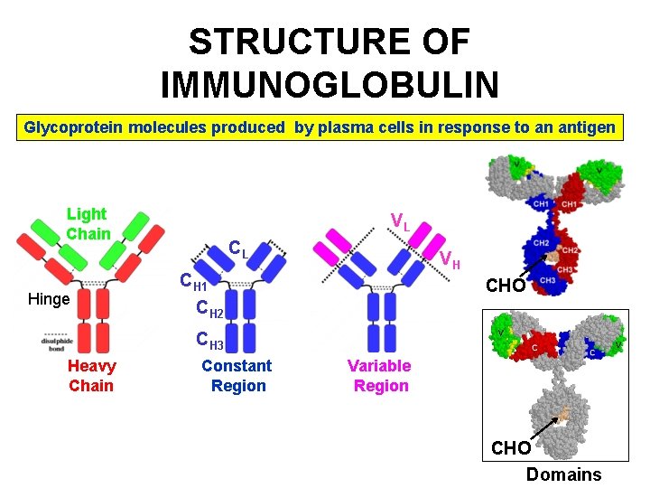 STRUCTURE OF IMMUNOGLOBULIN Glycoprotein molecules produced by plasma cells in response to an antigen STRUCTURE OF IMMUNOGLOBULIN Glycoprotein molecules produced by plasma cells in response to an antigen