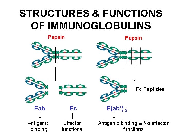 STRUCTURES & FUNCTIONS OF IMMUNOGLOBULINS Papain Pepsin Fc Peptides Fab Fc Antigenic binding Effector STRUCTURES & FUNCTIONS OF IMMUNOGLOBULINS Papain Pepsin Fc Peptides Fab Fc Antigenic binding Effector