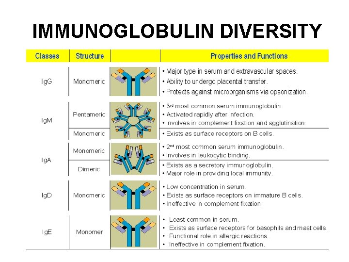 IMMUNOGLOBULIN DIVERSITY IMMUNOGLOBULIN DIVERSITY