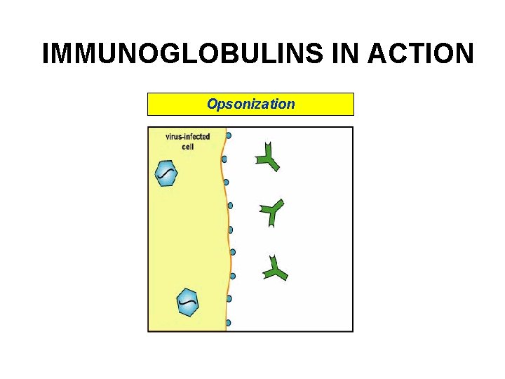 IMMUNOGLOBULINS IN ACTION Opsonization IMMUNOGLOBULINS IN ACTION Opsonization