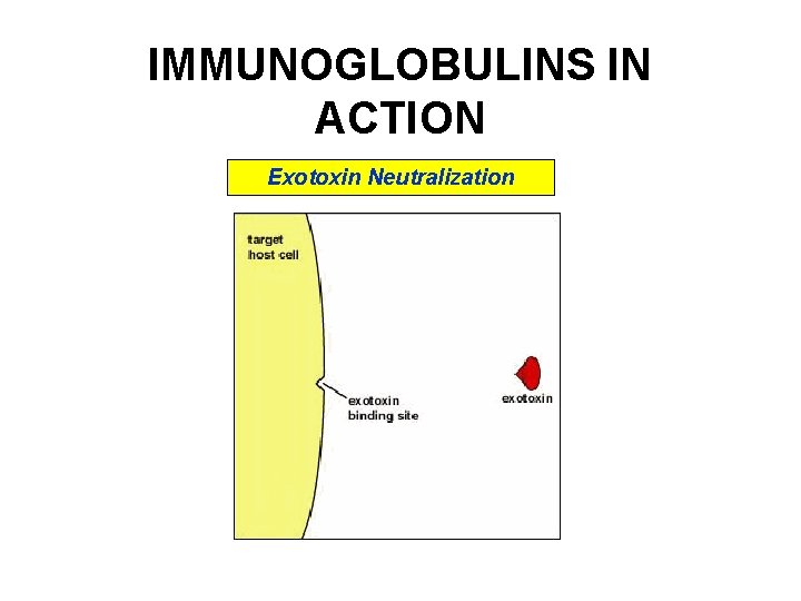 IMMUNOGLOBULINS IN ACTION Exotoxin Neutralization IMMUNOGLOBULINS IN ACTION Exotoxin Neutralization