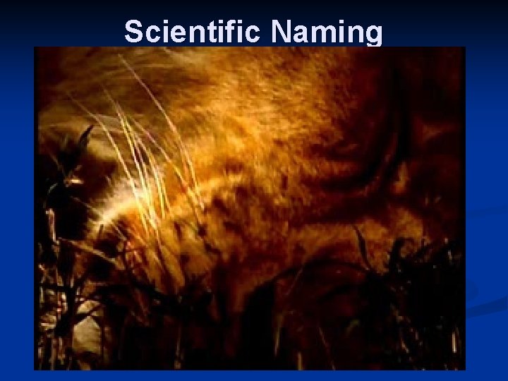 Scientific Naming 