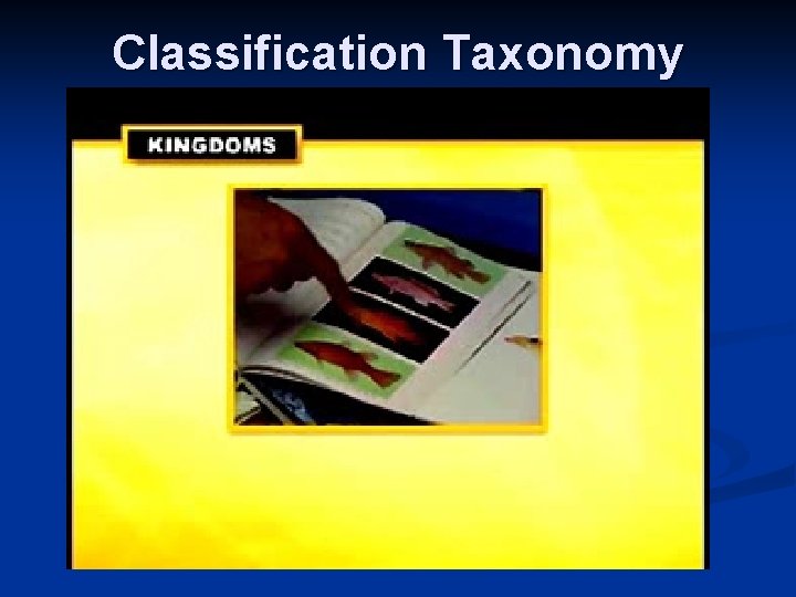 Classification Taxonomy 