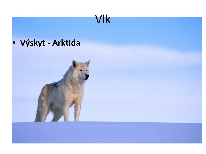 Vlk • Výskyt - Arktida 