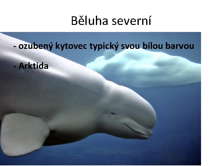 Běluha severní - ozubený kytovec typický svou bílou barvou - Arktida 