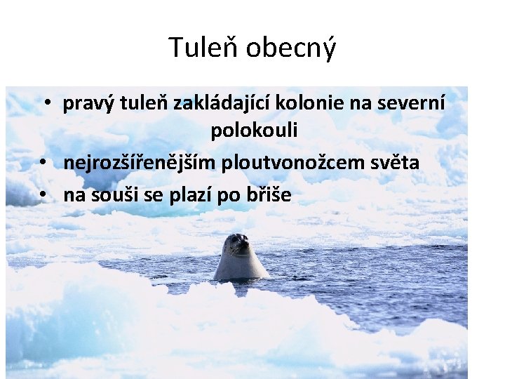 Tuleň obecný • pravý tuleň zakládající kolonie na severní polokouli • nejrozšířenějším ploutvonožcem světa