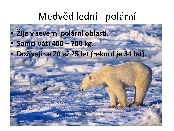 Medvěd lední - polární • Žije v severní polární oblasti. • Samci váží 400