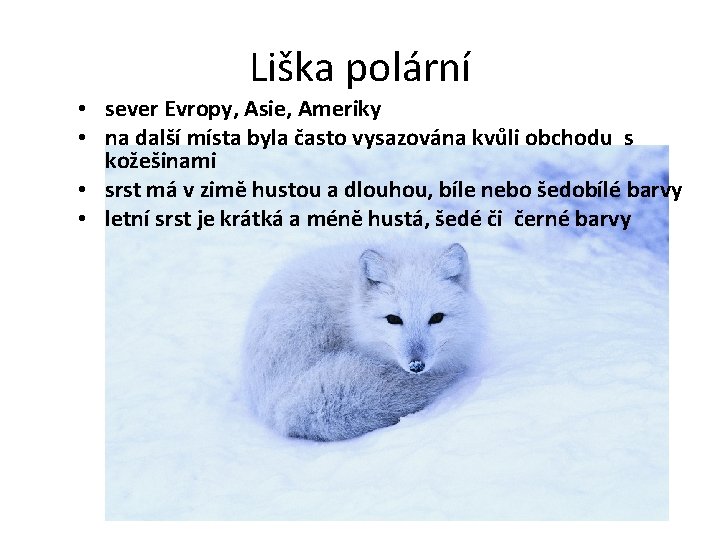  Liška polární • sever Evropy, Asie, Ameriky • na další místa byla často