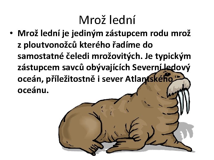 Mrož lední • Mrož lední je jediným zástupcem rodu mrož z ploutvonožců kterého řadíme