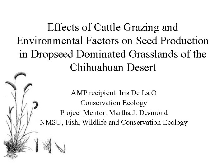 Effects of Cattle Grazing and Environmental Factors on Seed Production in Dropseed Dominated Grasslands