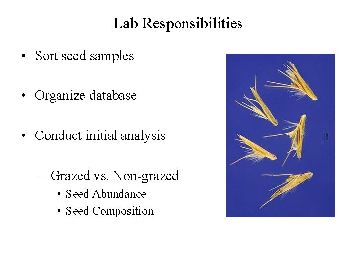 Lab Responsibilities • Sort seed samples • Organize database • Conduct initial analysis –