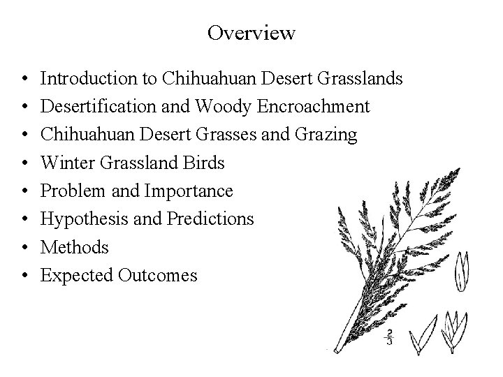 Overview • • Introduction to Chihuahuan Desert Grasslands Desertification and Woody Encroachment Chihuahuan Desert
