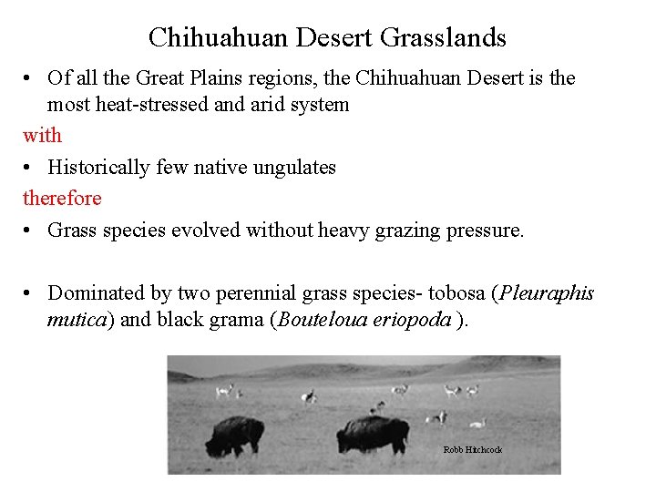 Chihuahuan Desert Grasslands • Of all the Great Plains regions, the Chihuahuan Desert is