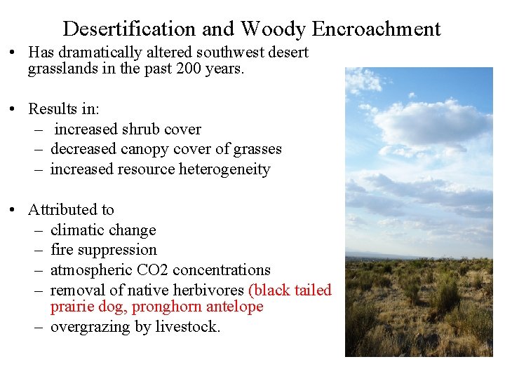 Desertification and Woody Encroachment • Has dramatically altered southwest desert grasslands in the past